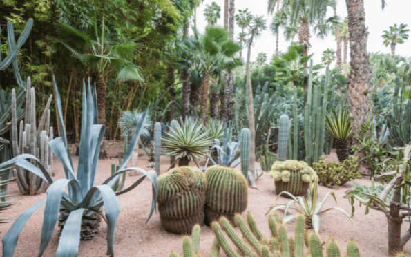 Jardín Majorelle un pintoresco jardín francés en el desierto Planeta