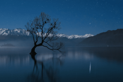 árbol de Wanaka
