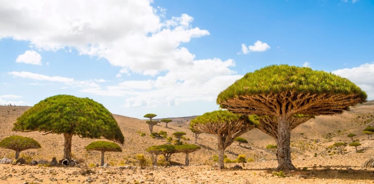 socotra portada