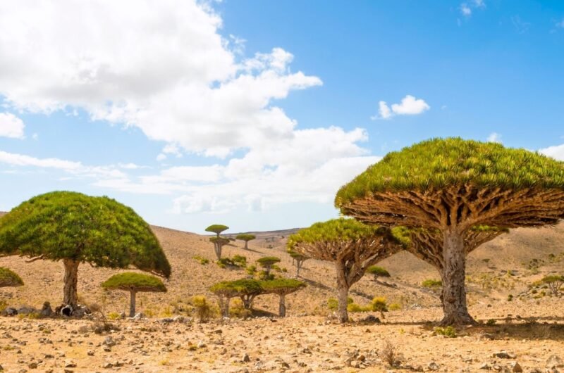socotra portada