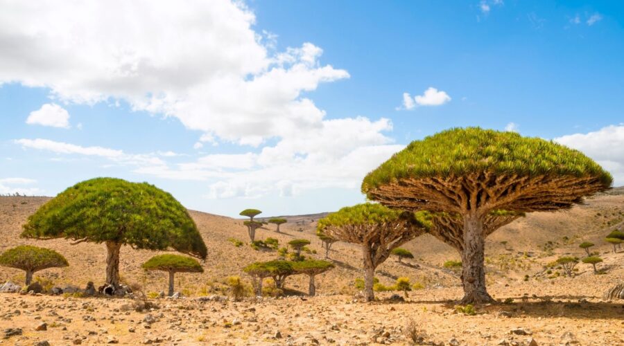 socotra portada