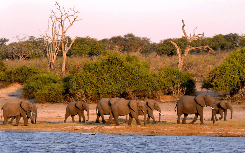 Elefantes en Botsuana, viaje de aventura