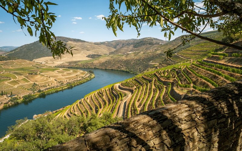 Viñedos del valle del río Duero en Portugal