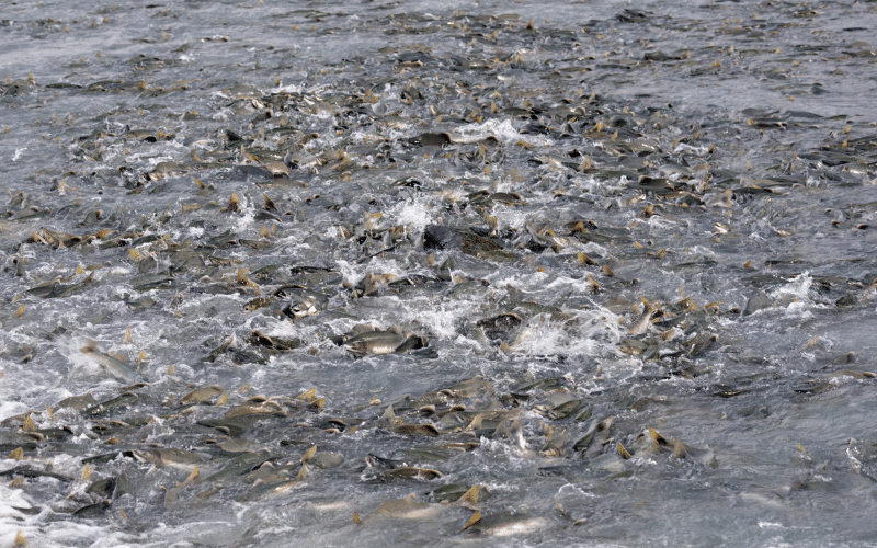 Población de salmones las aguas del sureste de Alaska