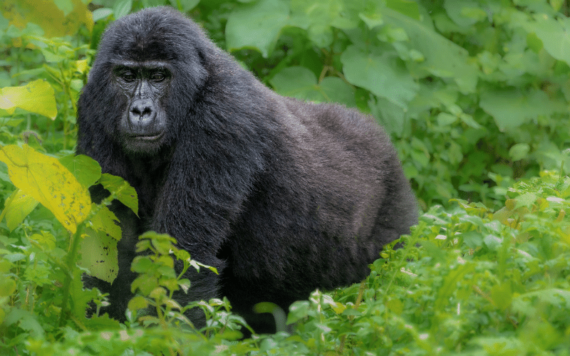 Gorila de montaña recorriendo la selva de Bwindi, avistamiento de vida salvaje