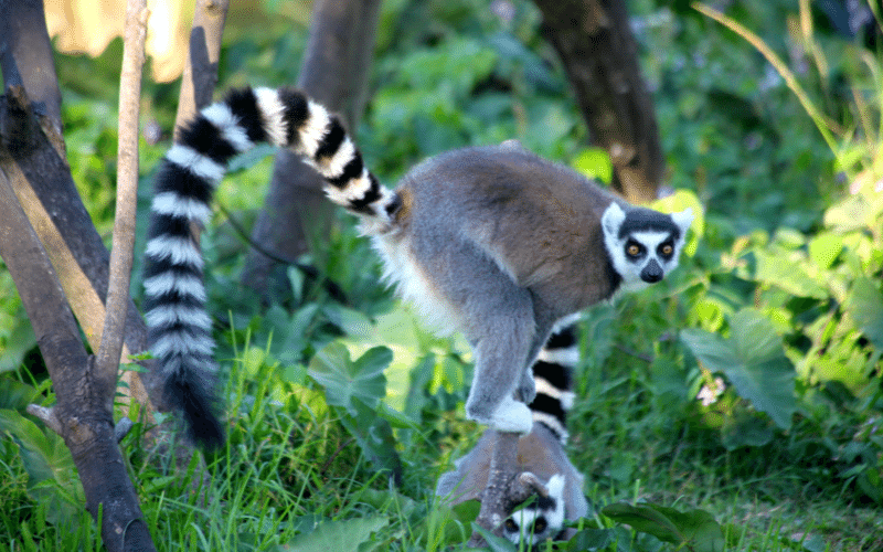 Dos lémures en Madagascar