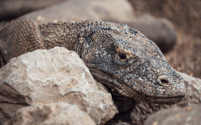 Detalle de un dragón de Komodo camuflado entre rocas