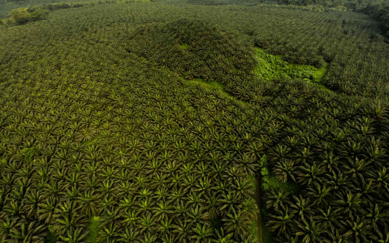 Cultivo de palma aceitera en Santo Tomé y Príncipe