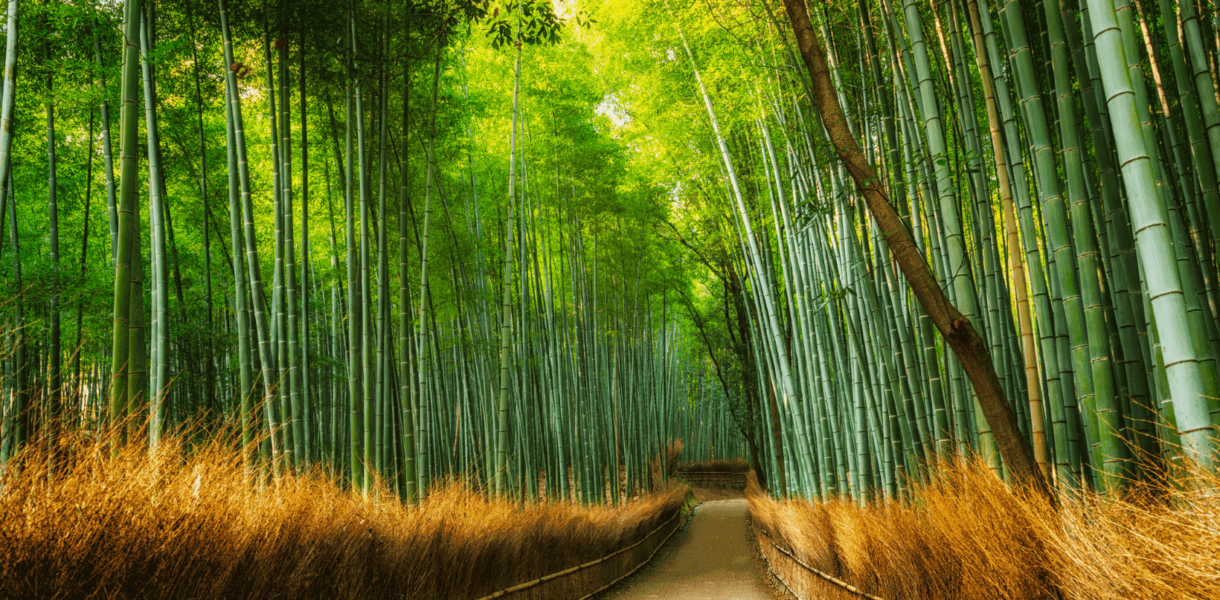 bosque de bambú de Arashiyama