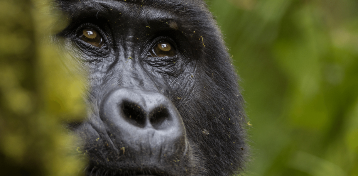 observación de vida silvestre portada