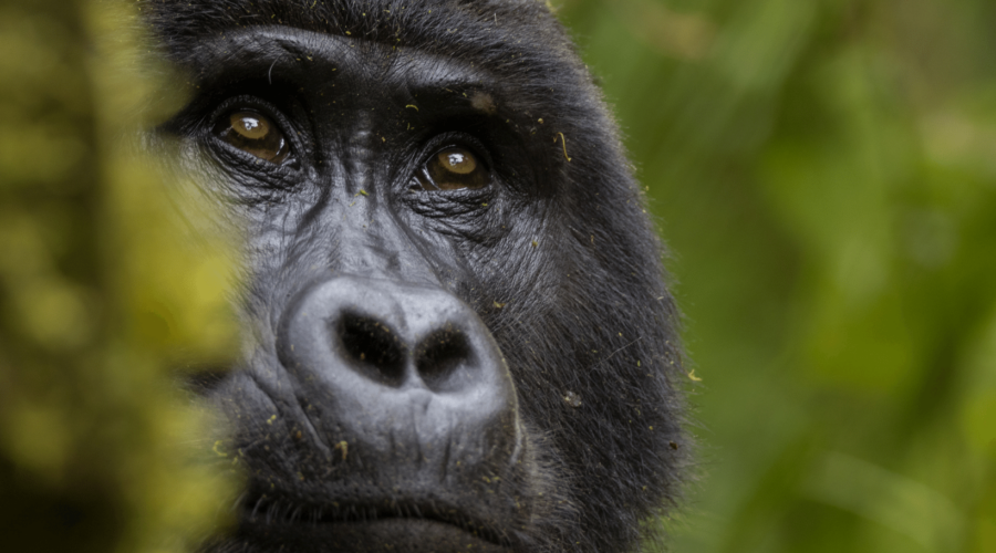 observación de vida silvestre portada