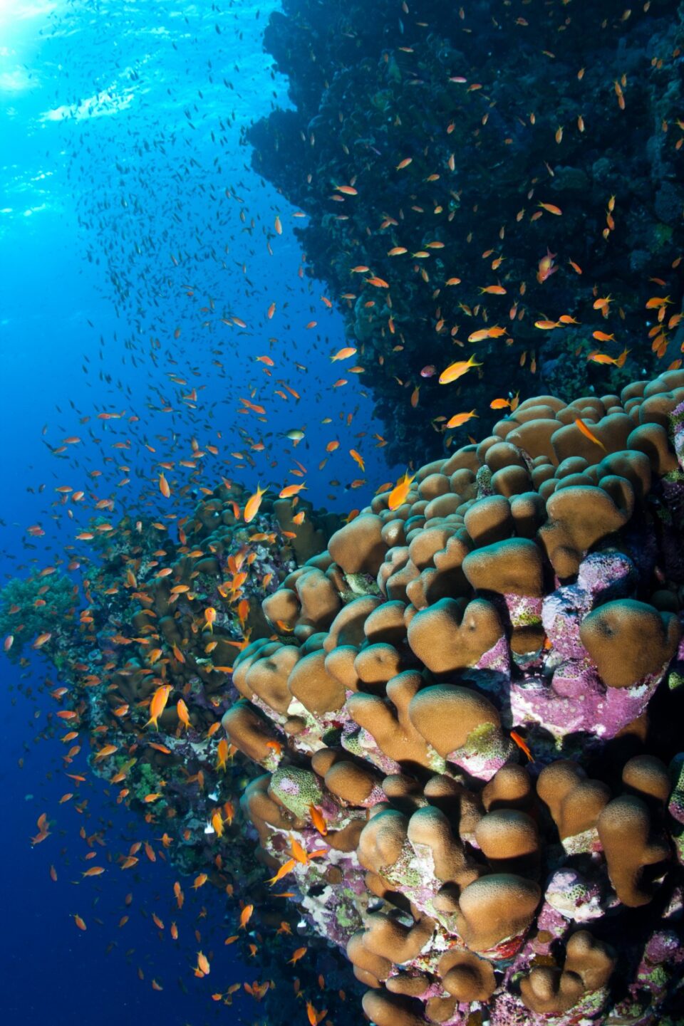 Corales  en el arrecife con múltiples peces pequeños